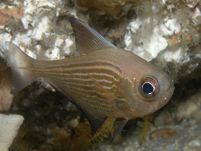 Pempheris multiradiata